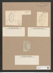 Navicula caribaea Cleve (de-Toni-Nr.: Genus 1, Species 335) Zeichnungen Sammlung Grunow Nr. 776 (NHMW-BOT-W0367183)